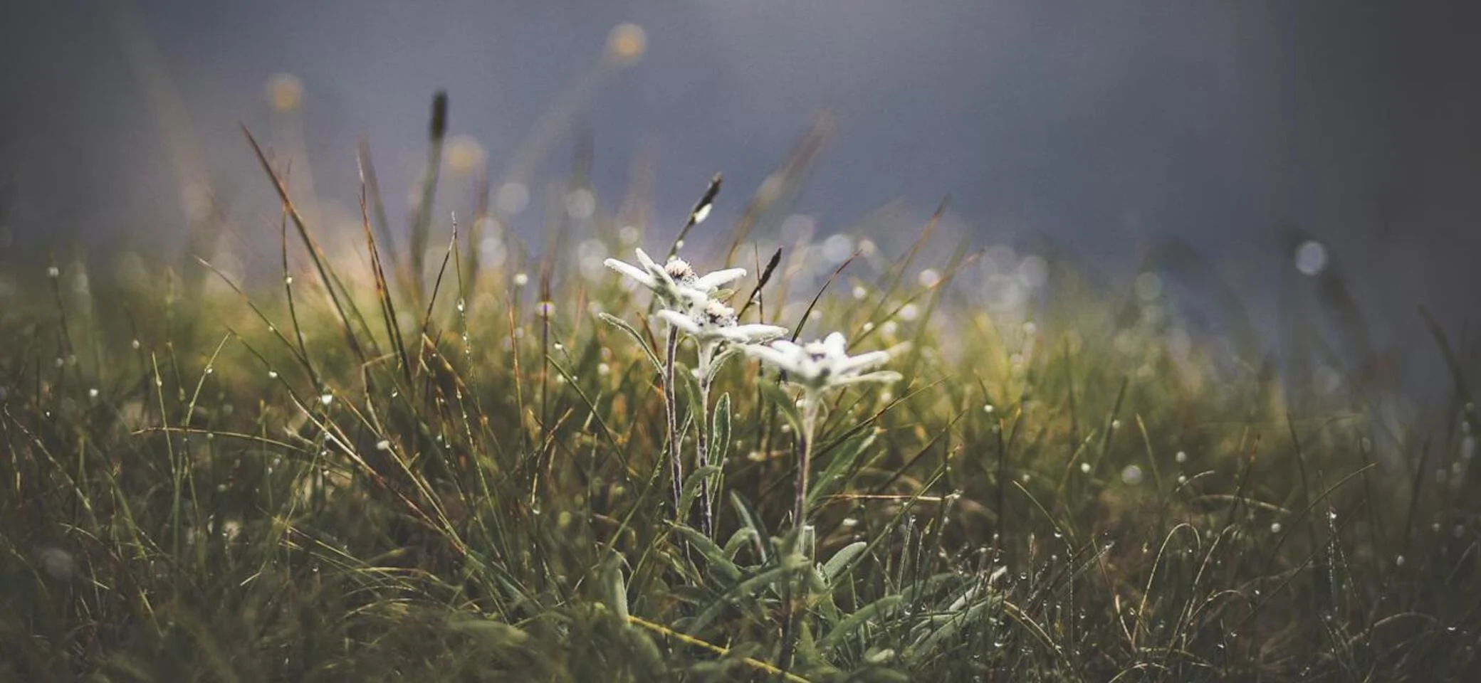 © Foto von eberhard grossgasteiger, pexels.com